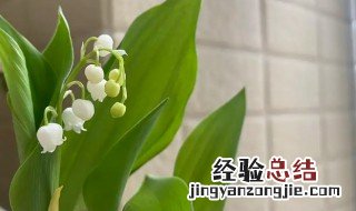 铃兰花几月份开花 铃兰花什么时候月份什么季节开花