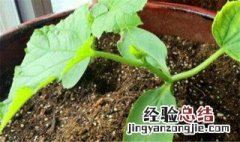 种菜怎么施肥 砖缝里种菜怎么施肥