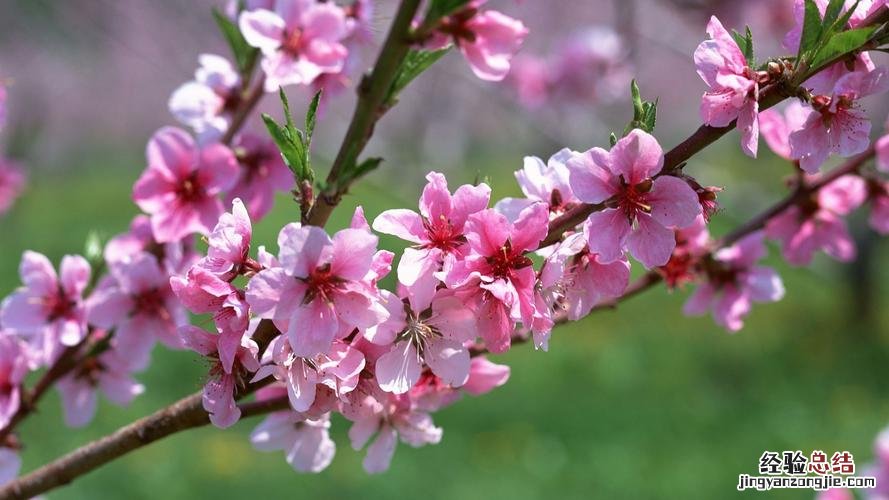 梅花的花语是什么