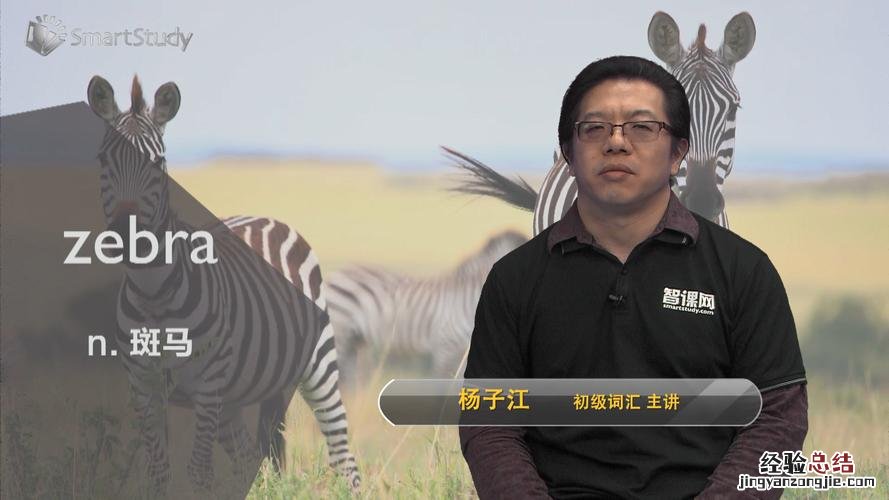 zebra是什么意思