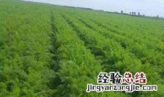 青萝卜种植时间和方法 怎么种植呢