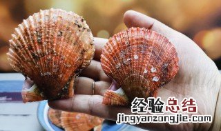 如何挑选扇贝 挑选扇贝方法