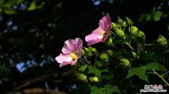 木芙蓉花的养殖方法和注意事项