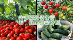 九月份种什么蔬菜