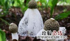 竹荪怎么种植 竹荪怎么种植在哪里学