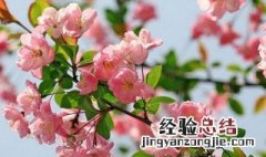 海棠花和樱花有什么区别 海棠花和樱花的区别是什么