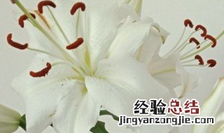 白合花代表什么意思 白合花的花语