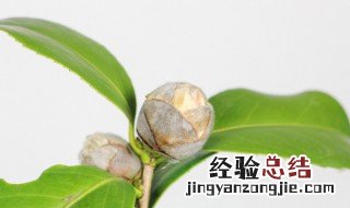 山茶花是什么时候开的季节 山茶花什么时候开花季节