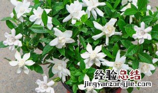 栀子花秋季如何施肥 栀子花秋季怎么施肥