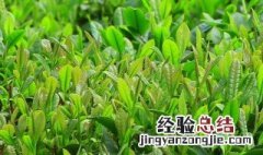 谷雨季节种植那些东西 谷雨季节适合种植什么农作物