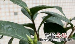 茶花为什么叶子会发黄发焦 茶花叶子会发黄发焦的原因分析