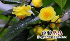 金花茶怎么种植 金花茶的种植方法