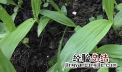 怎样种植白芨 如何种植白芨