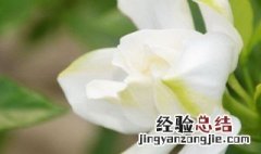 茉莉花开什么季节 茉莉花开的季节是哪个季节