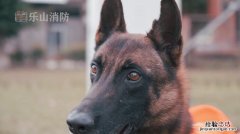 搜救犬品种