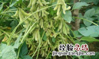 大豆的种植技术和方法 怎么种植大豆