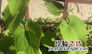 佛手瓜怎样管理可以早开花 怎样管理佛手瓜可以早开花