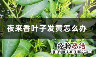 夜来香叶子发黄是什么原因 夜来香叶子发黄的原因分析