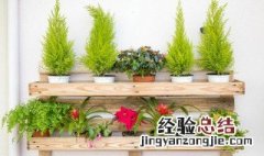 7种适合卧室养的植物 7种适合卧室养的植物有哪些