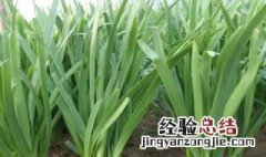 韭菜如何种植 韭菜的种植方法介绍