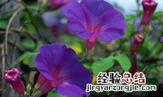 牵牛花适合在什么季节种植 牵牛花适合什么季节种植