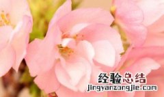 红叶李花与樱花的区别是什么呢 红叶李花与樱花的区别是什么