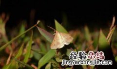 为什么不能打死飞蛾 不能打死飞蛾的原因