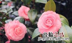 茶花怎么扦插 茶花如何扦插