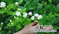 茉莉花怎么栽培 茉莉花的栽培方法