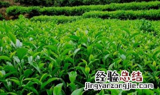 茶树单株种植方法 茶树怎么种植