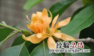 黄葛兰怎么种植和养护 黄葛兰种植方法介绍