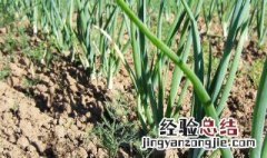 北方白露葱的种植方法 北方白露葱如何种植