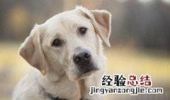 狗狗可以吃红薯吗 狗可以吃红薯吗