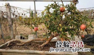 盆栽石榴树室内能过冬 盆栽石榴树在室内怎么过冬