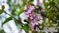 丁香花花期如何养护，什么时候开花