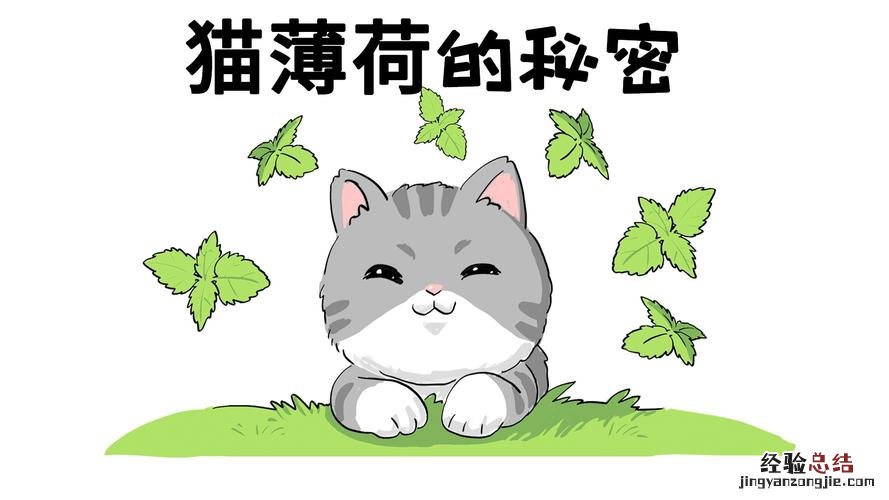 苹果薄荷和猫薄荷的区分