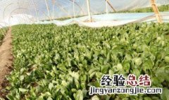 菠菜怎么施肥 菠菜喜欢什么肥料