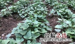 地瓜叶怎么种植方法 地瓜叶的种植方法介绍