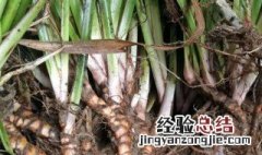 石菖蒲种植方法 石菖蒲怎么种植方法