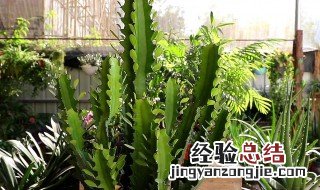 为啥家里不能养龙骨花 为啥家里不能养龙骨花迷信说法