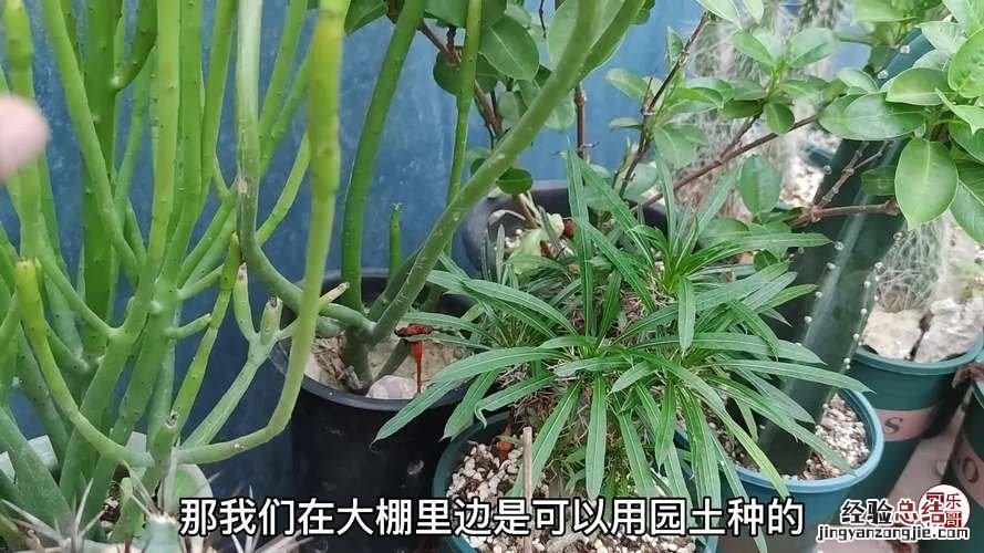 光棍树开花吗