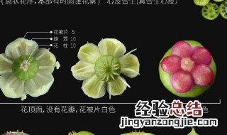 哪些植物吃了会躺板板 关于哪些植物吃了会躺板板
