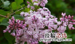 紫丁香什么果实类型 紫丁香是什么果实类型