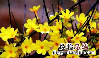 迎春花和连翘花的区别 迎春花和连翘花的区别是什么