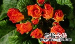 报春花怎么繁殖 报春花怎么繁殖呢