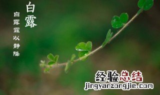 白露有什么花 白露盛开的花