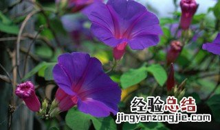 矮牵牛花种子怎么催芽 矮牵牛花种子多久发芽