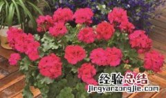 怀孕家里不能养什么花 怀孕家里不能养什么花草