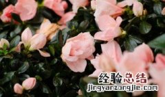 家里养杜鹃花好不好养 家里养杜鹃花好不好