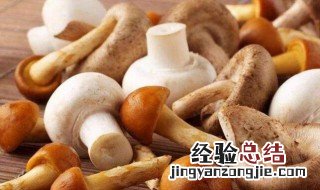 菌类有哪些 菌类食物有哪些